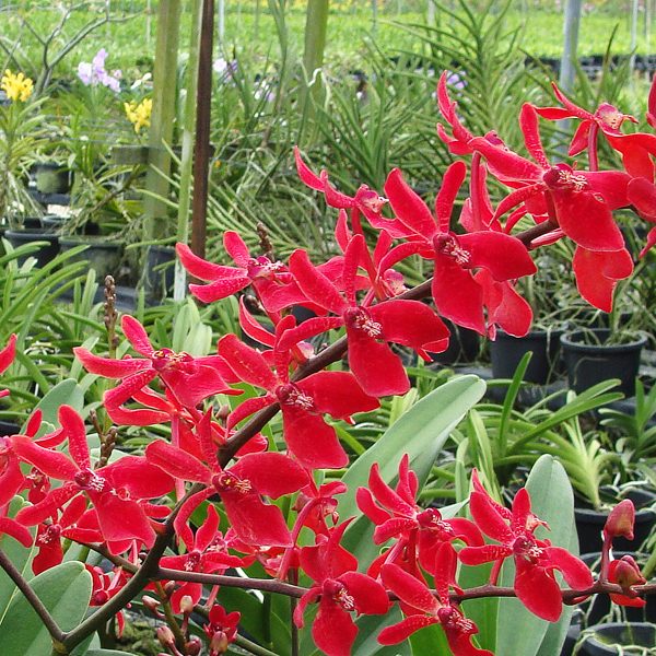 Renanstylis Azimah × Renanthera Bangkok Flame orchid, flower number KV119