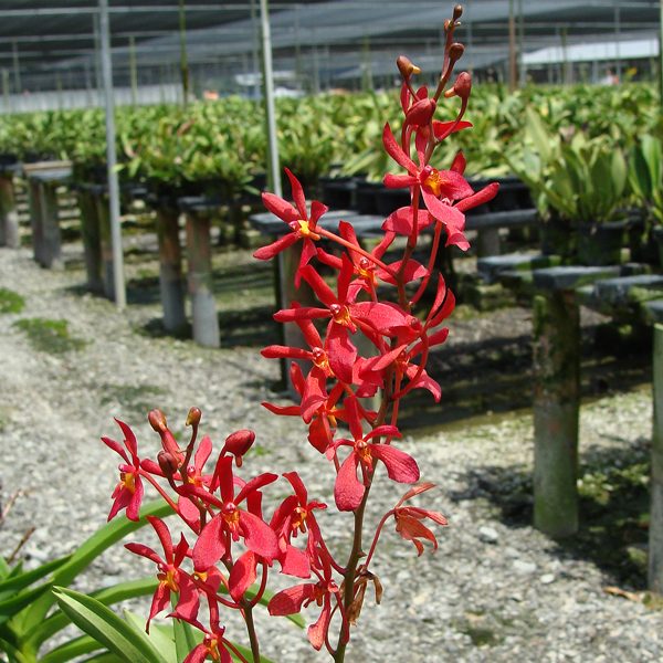 KV120 · Renanthera philippinensis × Ascocenda Yip Sum Wah
