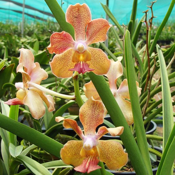 KV121 · Vanda Josephine van Brero (J.V.B.) × Vanda Mimi Palmer