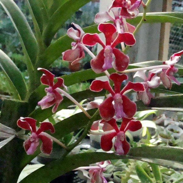 KV122 · Vanda limbata