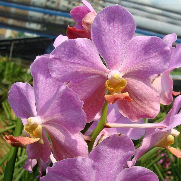 Vanda Mas Los Angeles orchid, flower number KV123