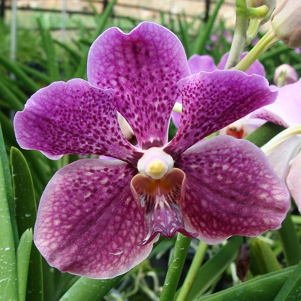 Vanda Chao Praya Delight × Varavuth orchid, flower number KV124