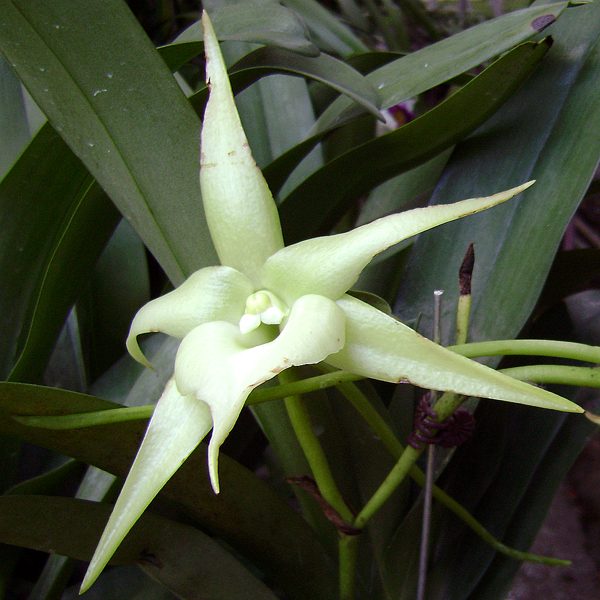 KV126 · Angraecum sesquipedale