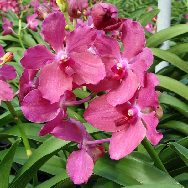 Vanda coerulea × Renanthera storiei orchid, flower number KV127