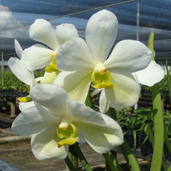 Vanda Mevr. L. Velthuis × Vanda Kultana Gold orchid, flower number KV132