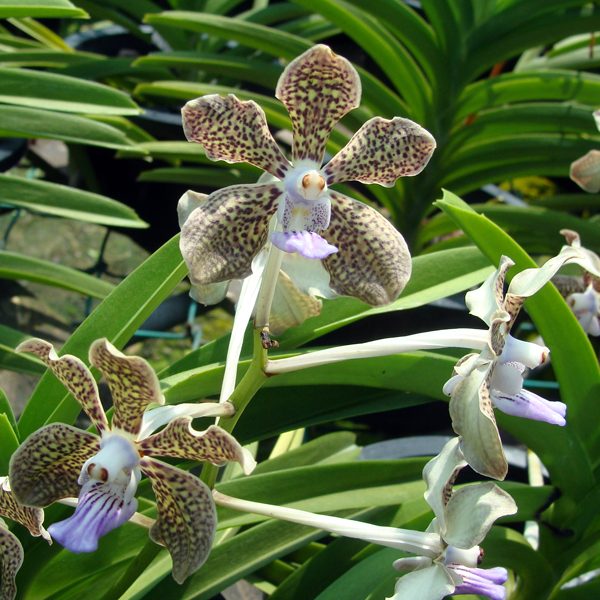 KV31 · Vanda Mimi Palmer ‘Teo Boon Hian’ HCC RHT