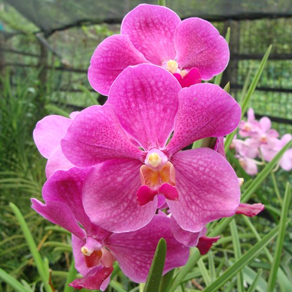 Vanda Penang orchid, flower number KV32