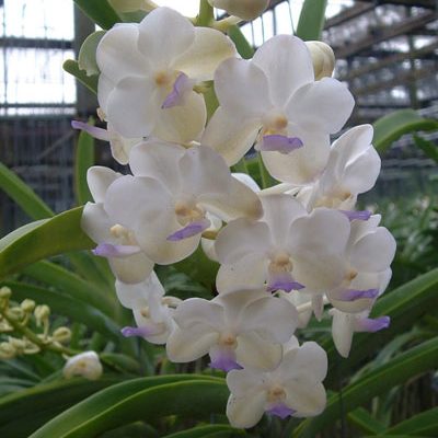 KV33 · Vascostylis Viboon Velvet