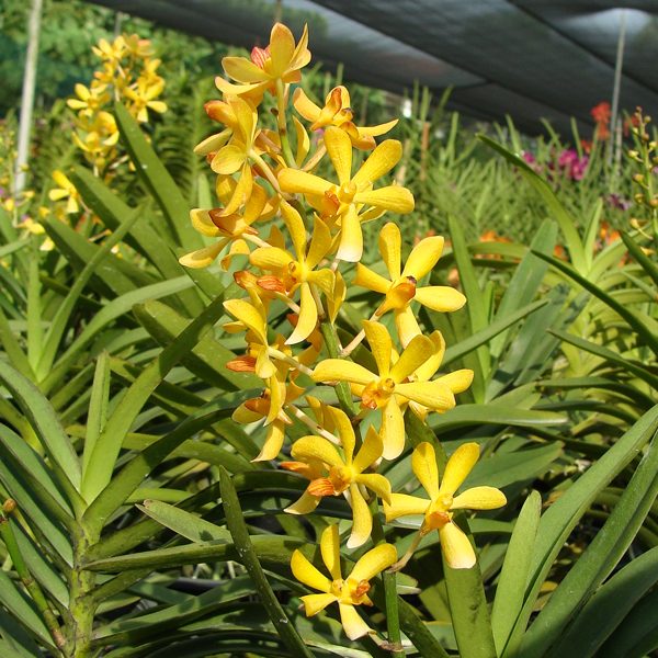 KV35 · Ascorachnis Shah Alam City [Ascocentrum Mona Church (miniatum × ampullaceum) × Arachnis hookeriana]