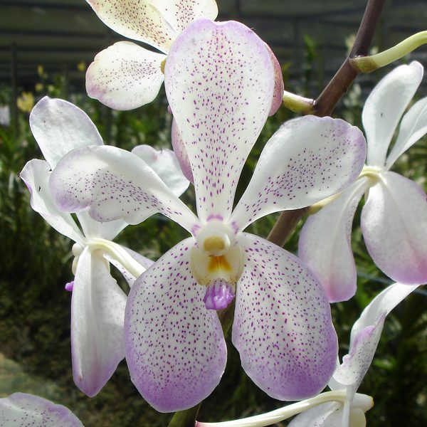 KV47 · Mokara Prapin Beauty