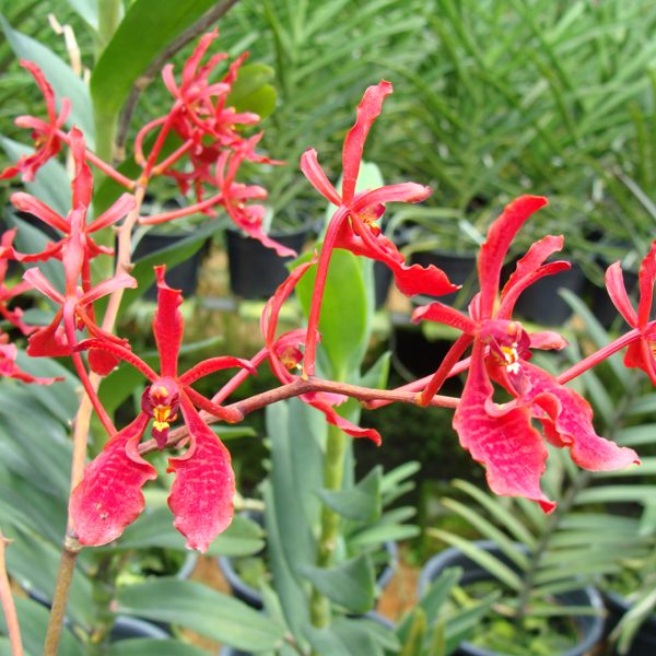 KV49 · Renanthera Akihito ‘Emperor’