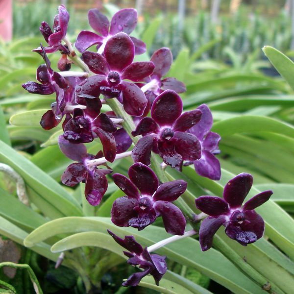 KV52 · Rhynchovanda Colmarie ‘Merlot’ HCC/AOS