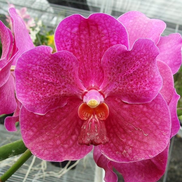 Vanda Velthuis 'Hilo Blue' × Dr Anek orchid, flower number KV55