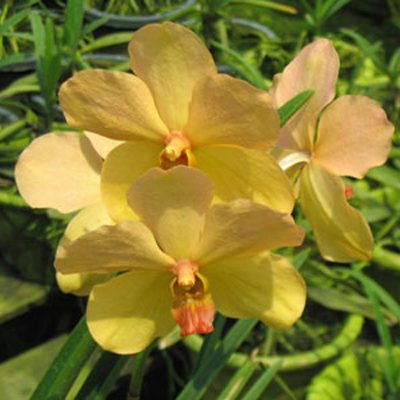 KV56 · Vanda Velthius × Ronny Sutong