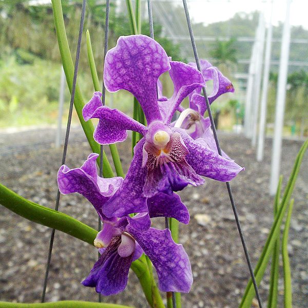 Vanda Memo × Tessellata orchid, flower number KV58
