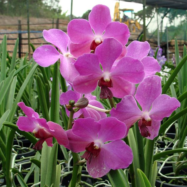 Vanda Josephine van Brero × Gordon Dillon orchid, flower number KV59