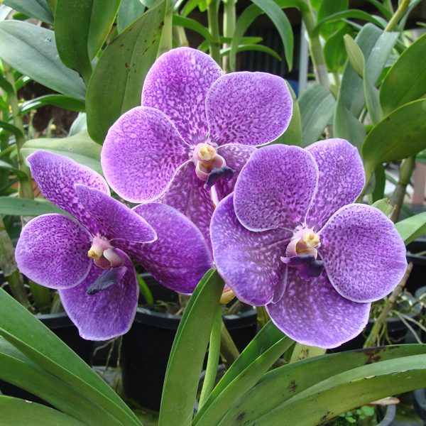 Vanda Robert's Delight Purple orchid, flower number KV61