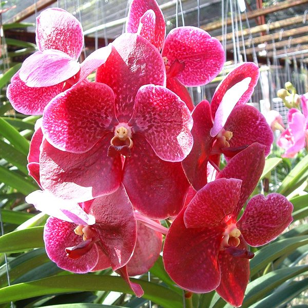 Vanda Robert's Delight 358 orchid, flower number KV63