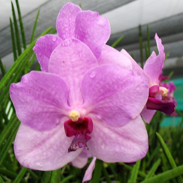 Vanda Joaquim × Varavuth orchid, flower number KV64