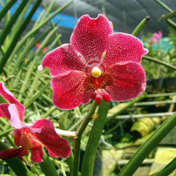Vanda Haad Ravai orchid, flower number KV66