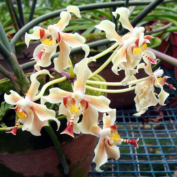Vanda Parapha Denevei × Serpentilingua orchid, flower number KV67