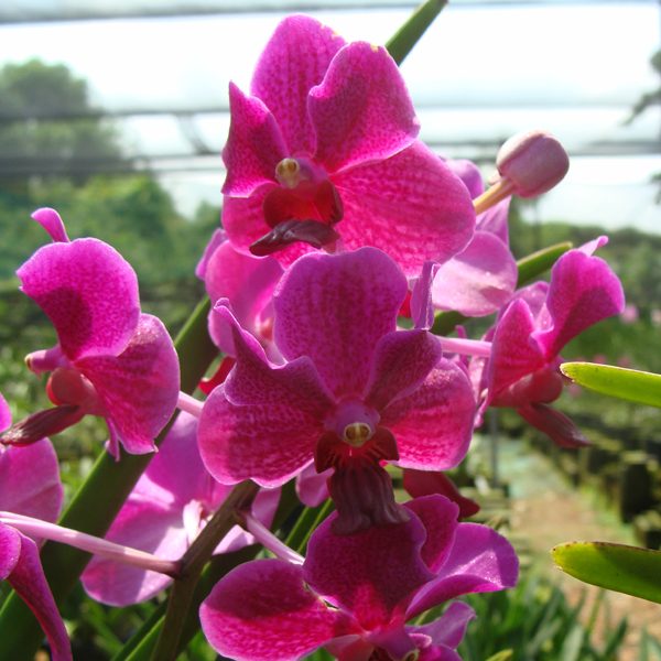 Vanda Penang Currency orchid, flower number KV68