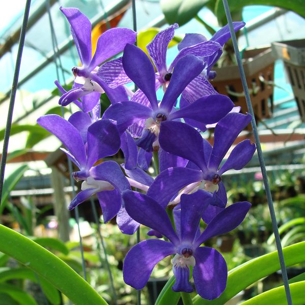 KV71 · Vascostylis Thai Sky