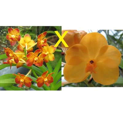 Ascocenda Red Gem × Kenny Gold orchid, flower number KV80