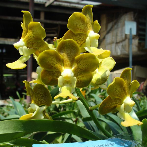 KV81 · Vanda Denisoniana × Mimi Palmer Kenny Gold