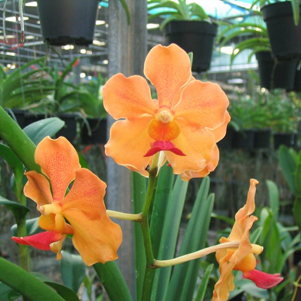 Vanda J.V.B. × Cholburi orchid, flower number KV85
