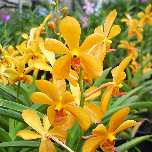 Mokara Sayan × Bangkhuntian Gold orchid, flower number KV87