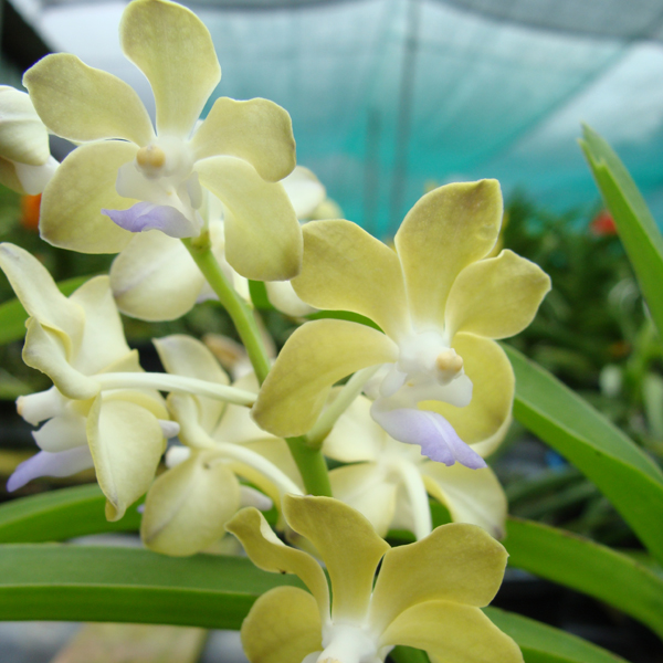 Rhynchorides Thai Noi × Tessellata orchid, flower number KV89