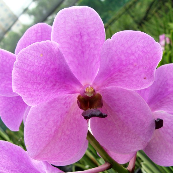 Vanda Josephine van Brero × Vanda Princess Mikasa 'Blue' orchid, flower number KV90