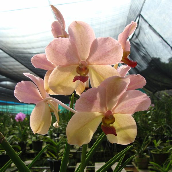 Vanda Velthius Ronny Sutong orchid, flower number KV93