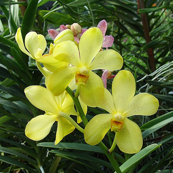 Mokara Khaw Paik Suan × Rasri Gold orchid, flower number KV95