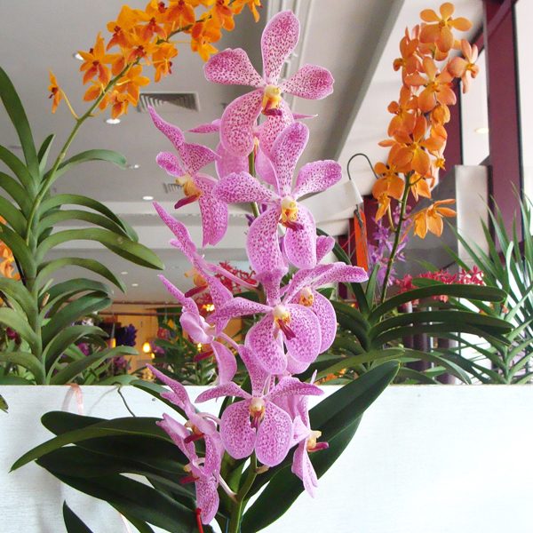 Mokara Chark Kuan orchid, flower number KV96