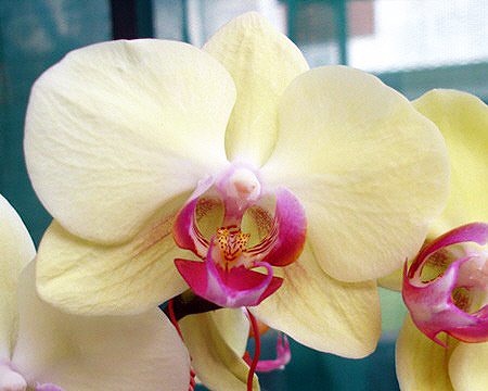 P Taipei Gold × (P Tomboy Mt Beauty × P Ham Lip) × P Hsinying Excell orchid, flower number L260