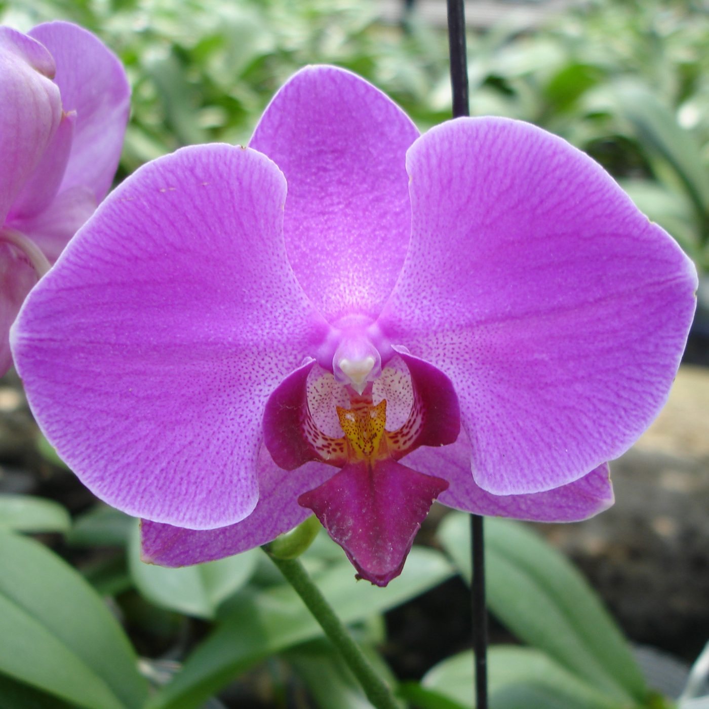 Phalaenopsis Haur Jin Diamond × Phal. Chain ×en 'Pearl' orchid, flower number L332