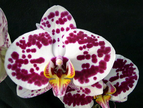 L369 · Doritaenopsis Taida Pearl