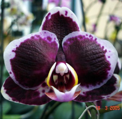 (Phal Golden Peoker × Golden Sun) × Phal Brother Lawrence orchid, flower number L375