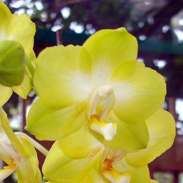 L398 · Phalaenopsis I-Hsin Sunflower ‘ST-1057 × Phal Taisuco Windian ‘ST-2016’