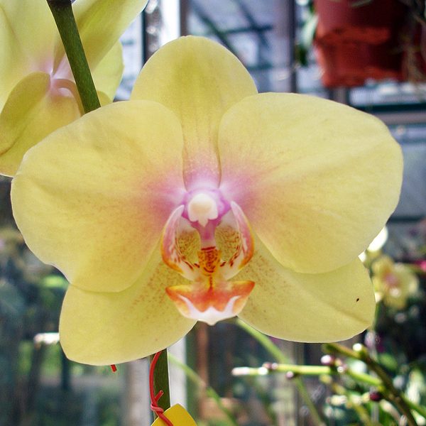 P Sierra Gold × P Taipei Gold 'CHT-172 × DTPS Mount LiP 'ST-2021' orchid, flower number L399