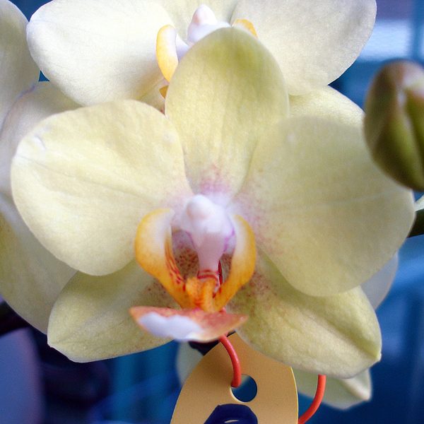Phalaenopsis I-Hsin Sunflower × Taisuco Kaaladian orchid, flower number L443