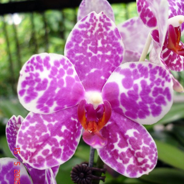 Phalaenopsis (Auckland Spot × Black Rose) × Dou-Dii Rose 'Ching Her' orchid, flower number L455