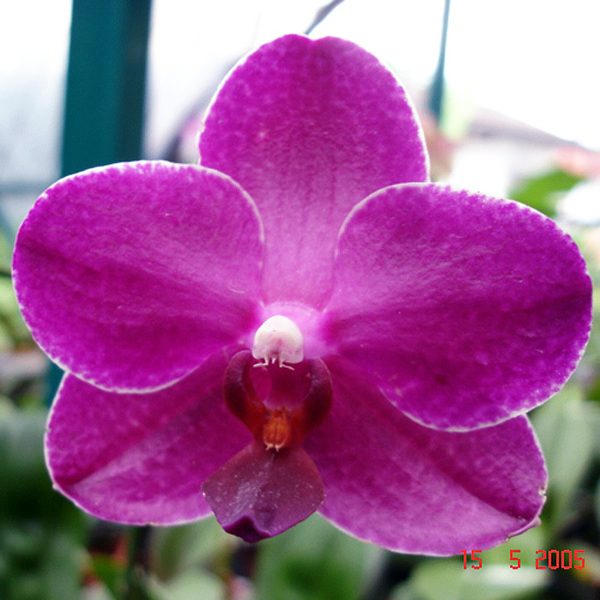 L480 · Phalaenopsis Salu’s Fragrancy ‘SL’ × Luchia Lip