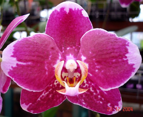 Phalaenopsis orchid, flower number L506