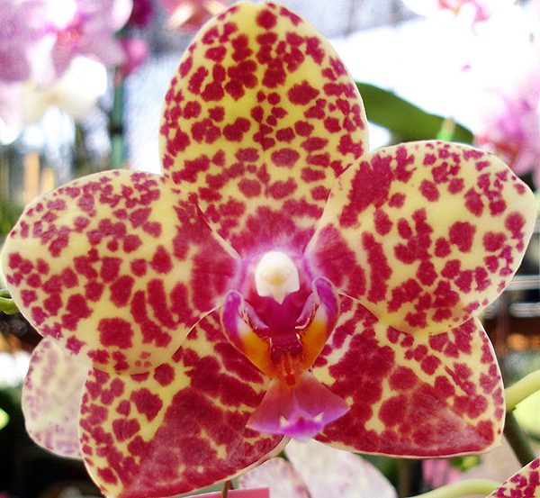 Phalaenopsis Salu Spot orchid, flower number L533