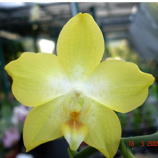 Doritaenopsis Sogo Manager × Sogo Pride orchid, flower number L539