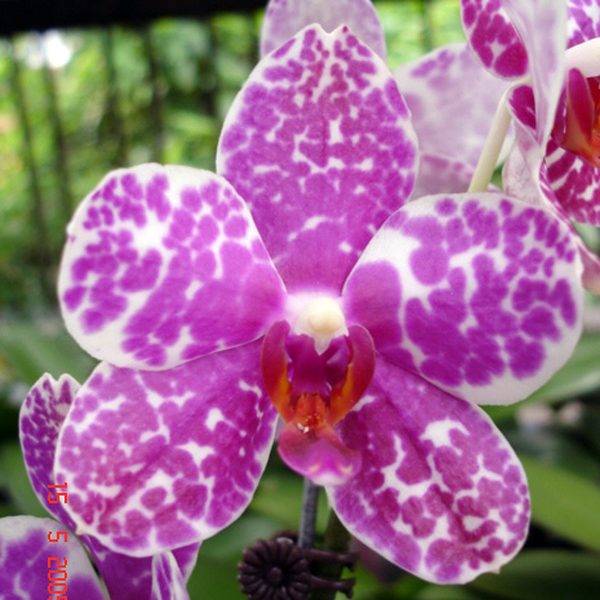 Phalaenopsis Brother Oxford × Luchia Lip orchid, flower number L541