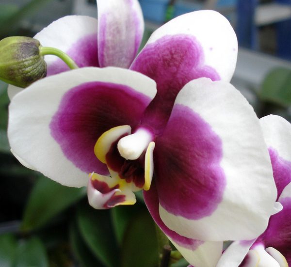 Phalaenopsis (Haur Jin Diamond × Yann Mei Star) × Taisuco Kaaladian orchid, flower number L544
